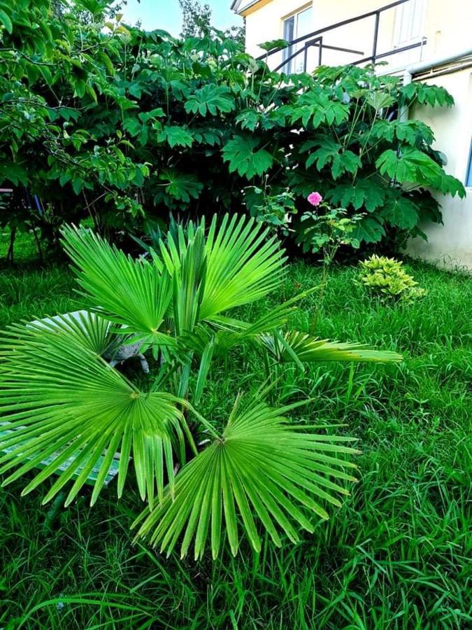 Private House Suliko 호텔 코불레티 외부 사진